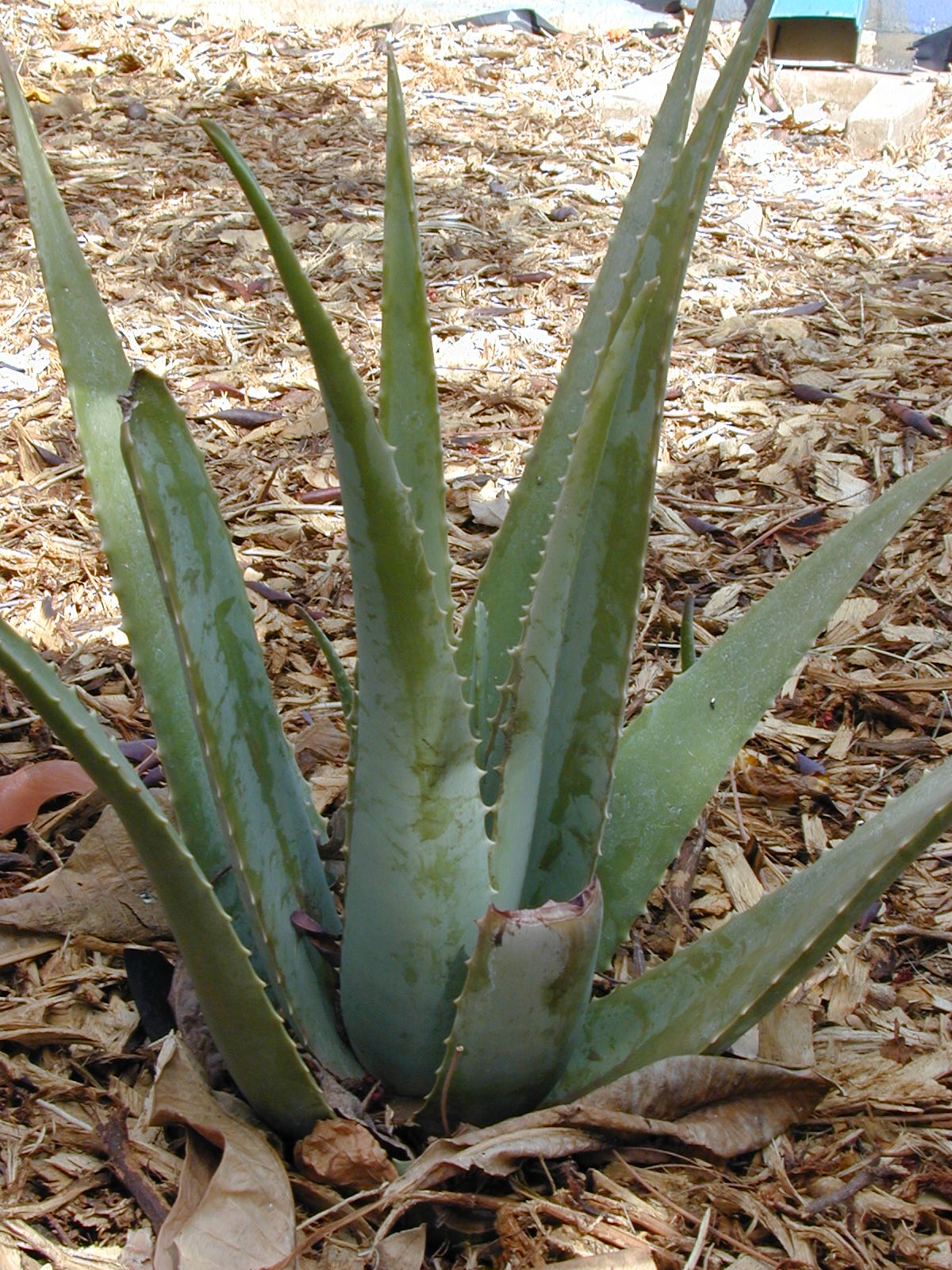 Aloe vera (Wikimedia Commons)