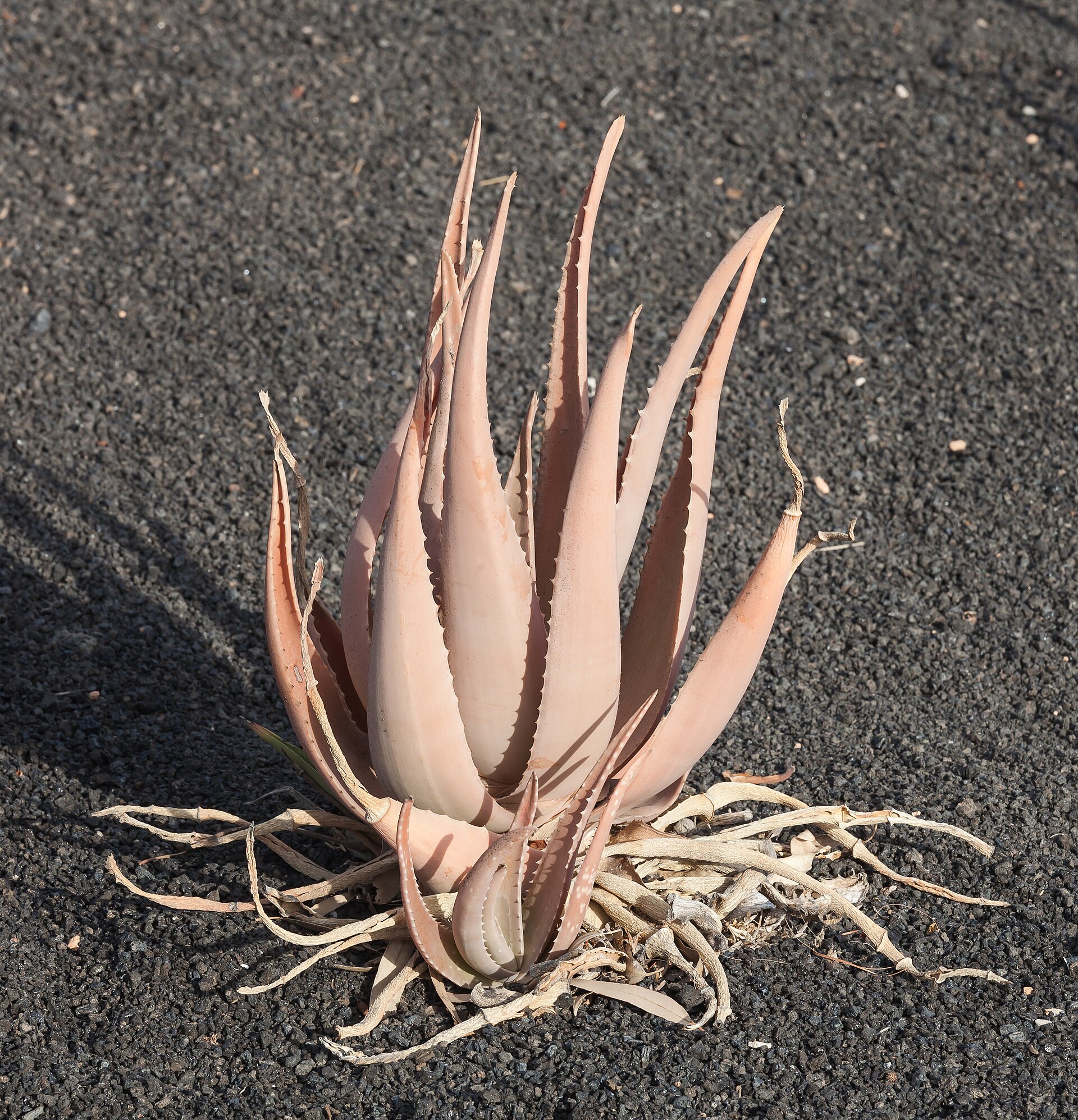 Aloe vera (Wikimedia Commons)