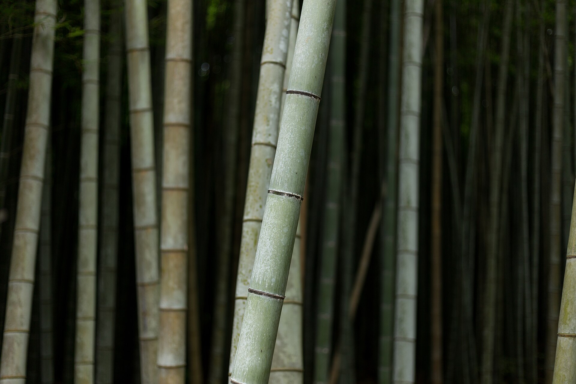 Bamboo forest (Wikimedia Commons)