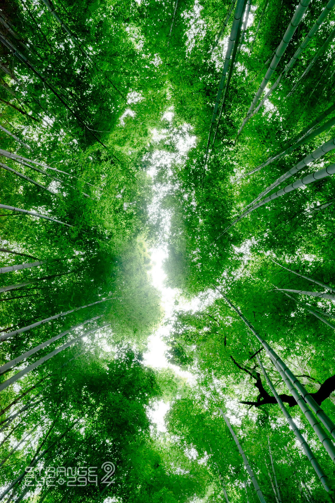 Bamboo forest (Wikimedia Commons)