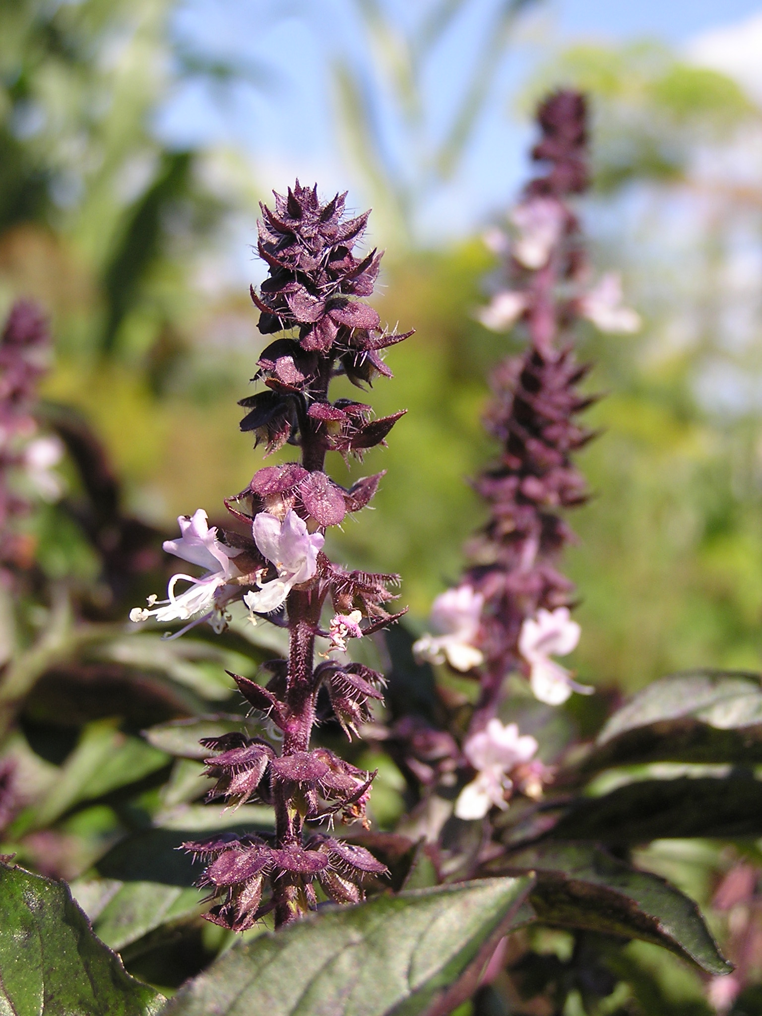 Ocimum basilicum (Wikimedia Commons)