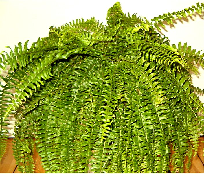 Nephrolepis exaltata (Wikimedia Commons)