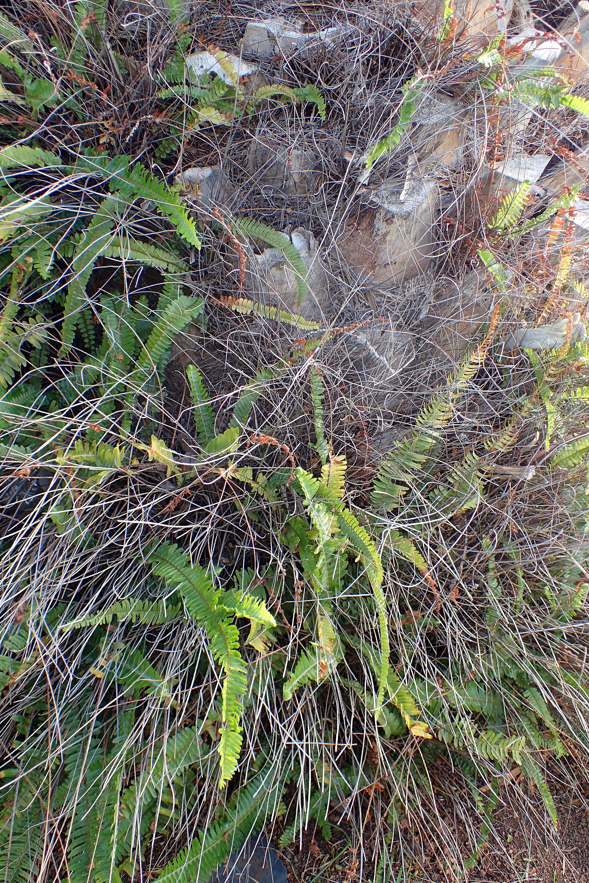 Nephrolepis exaltata (Wikimedia Commons)