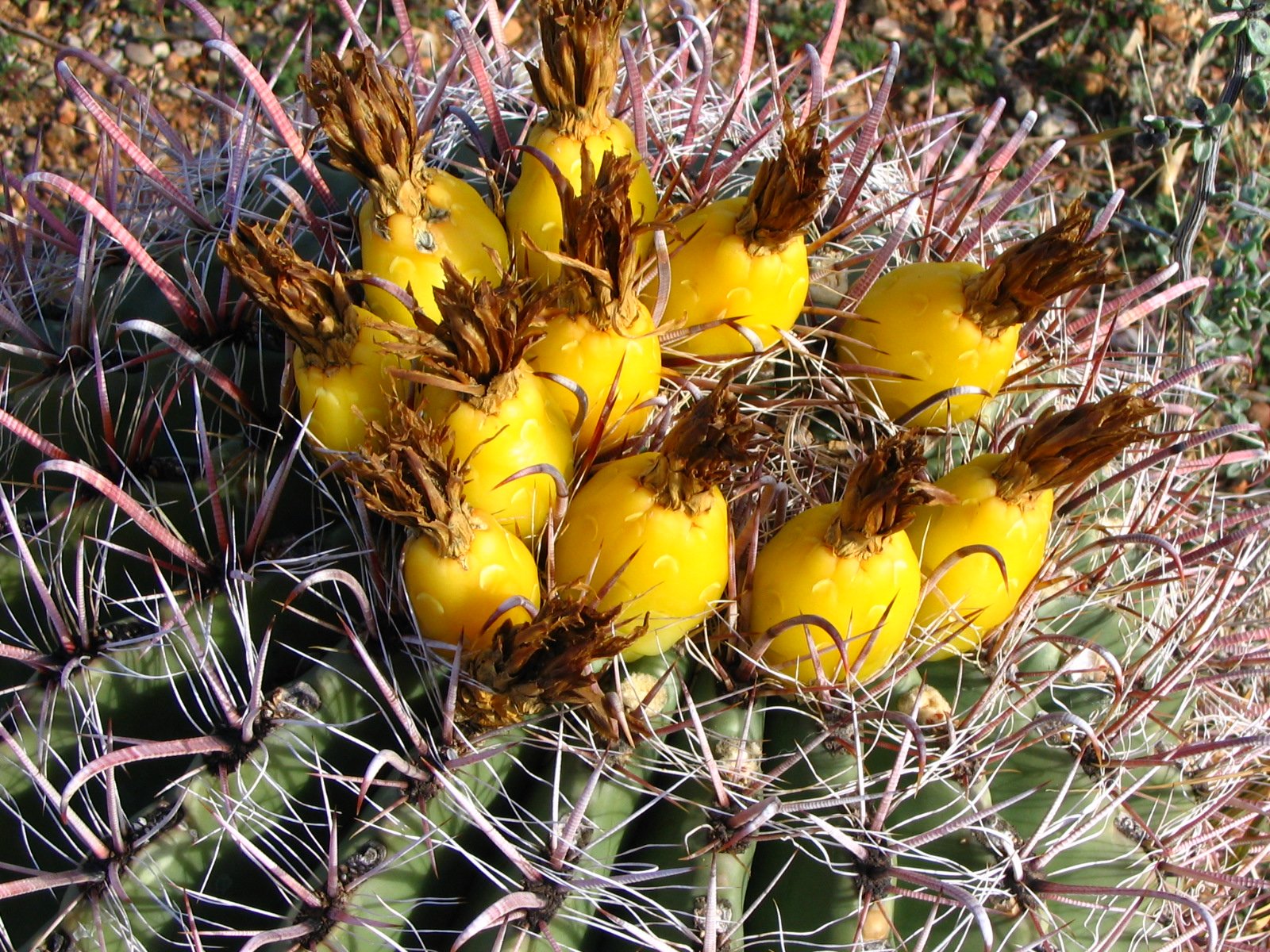 Cactaceae (Wikimedia Commons)