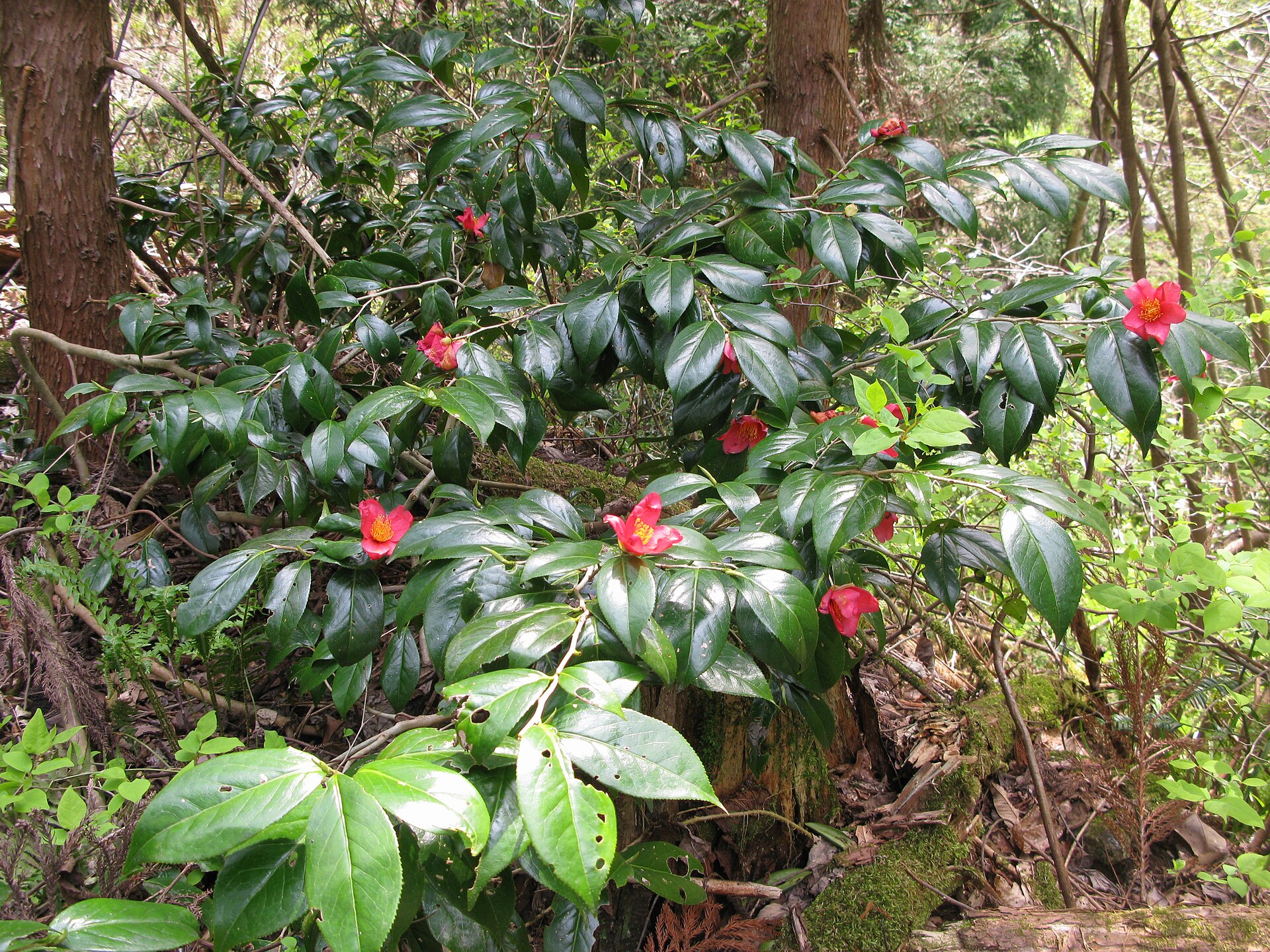 Camellia japonica (Wikimedia Commons)