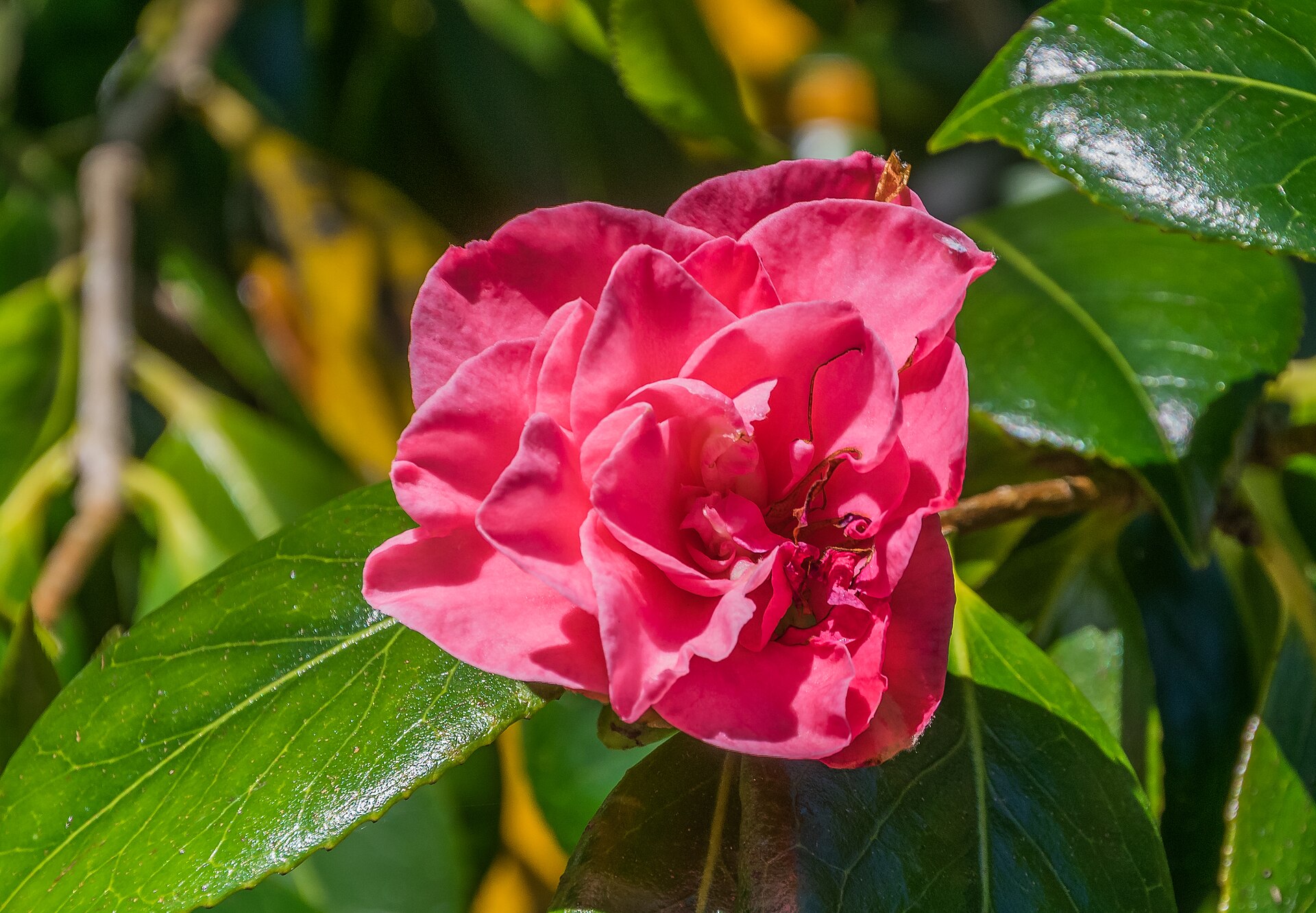 Camellia japonica (Wikimedia Commons)