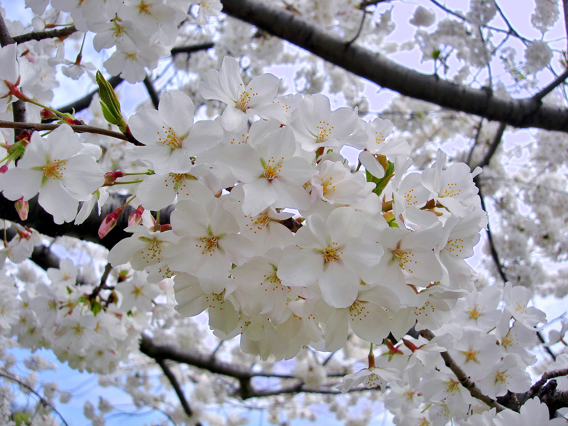 Prunus yedoensis (Wikimedia Commons)
