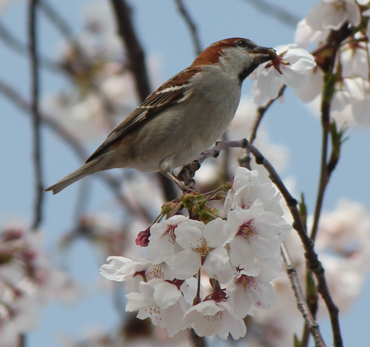 Prunus yedoensis (Wikimedia Commons)