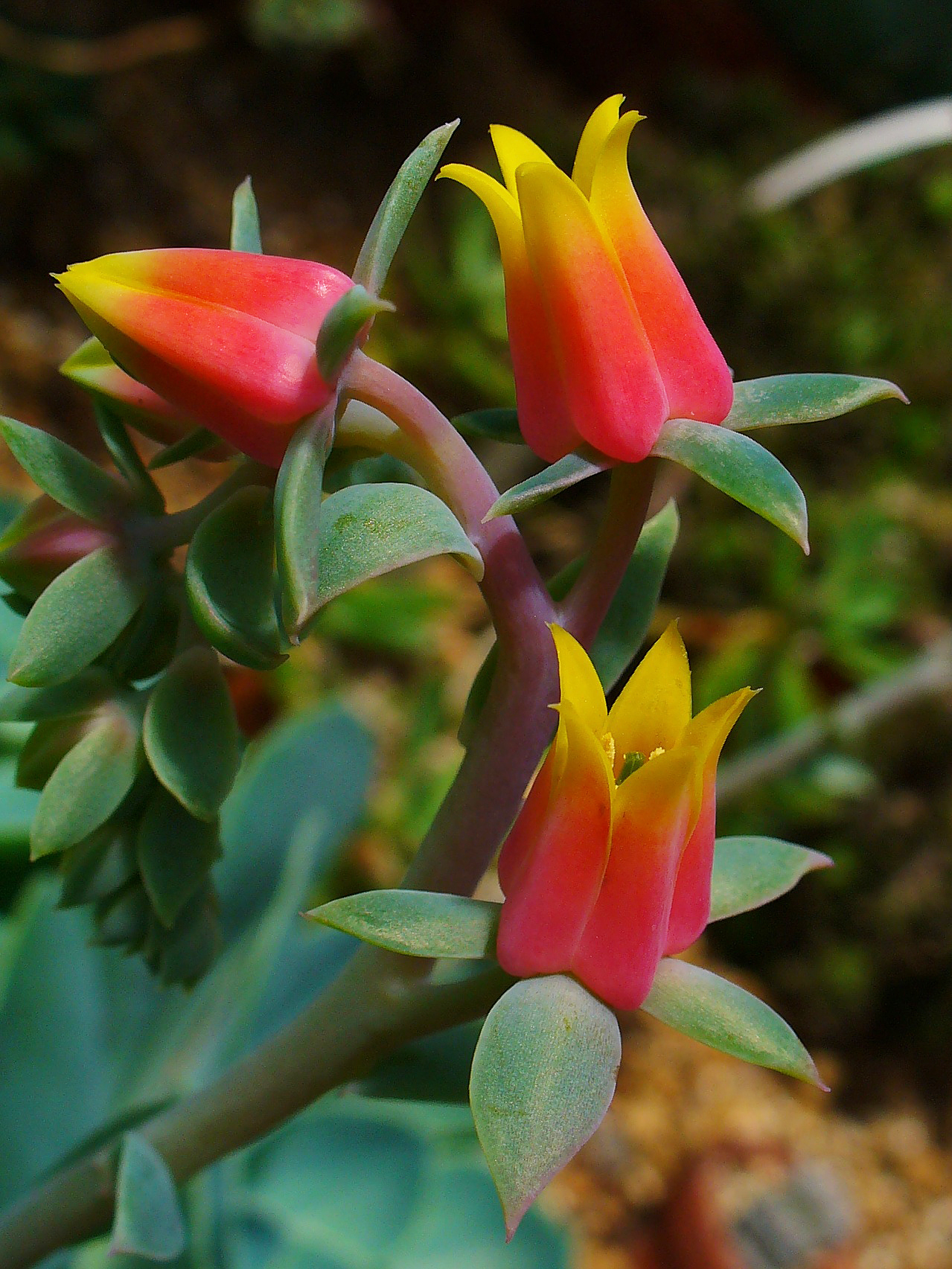Echeveria (Wikimedia Commons)