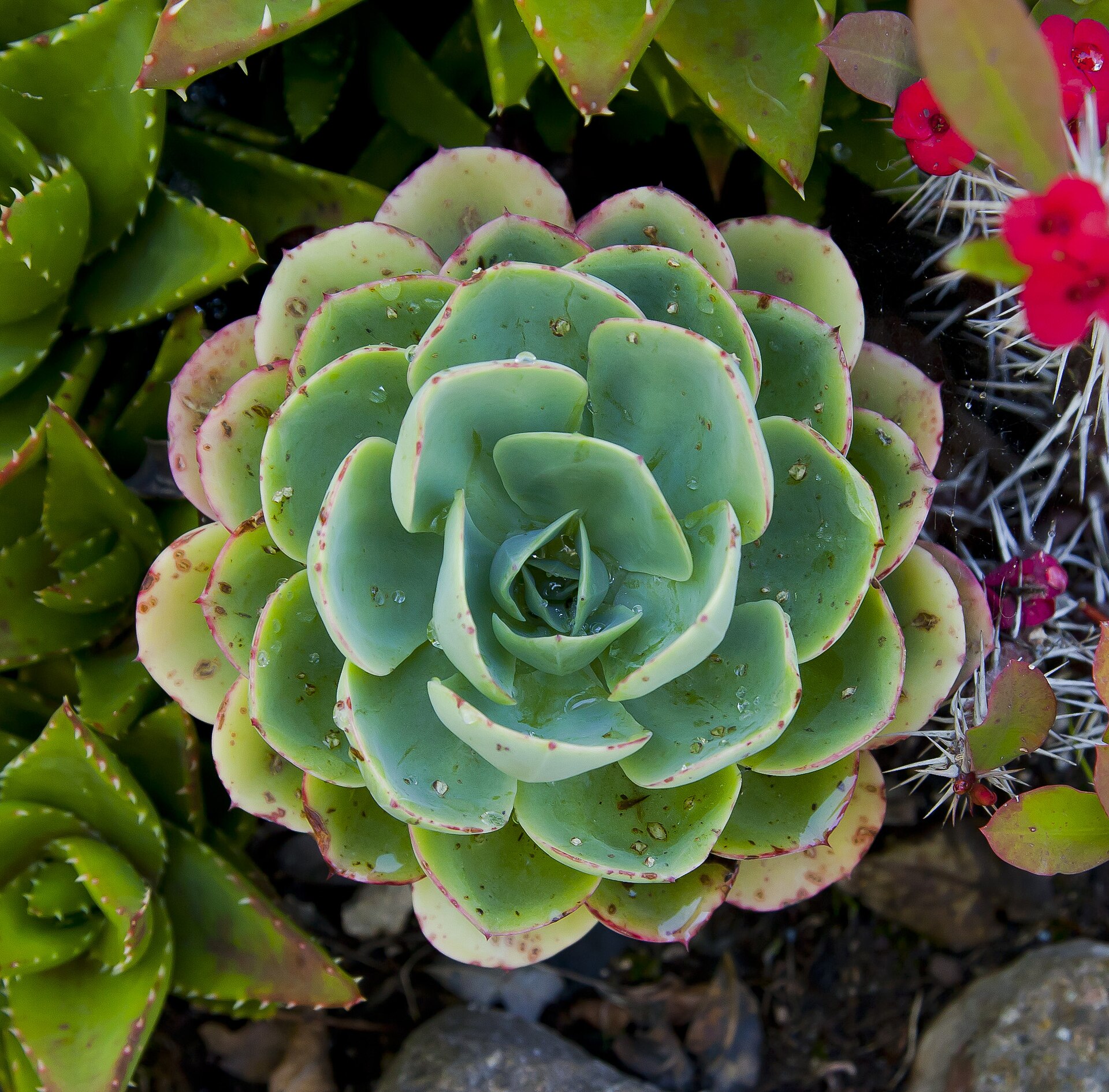 Echeveria (Wikimedia Commons)