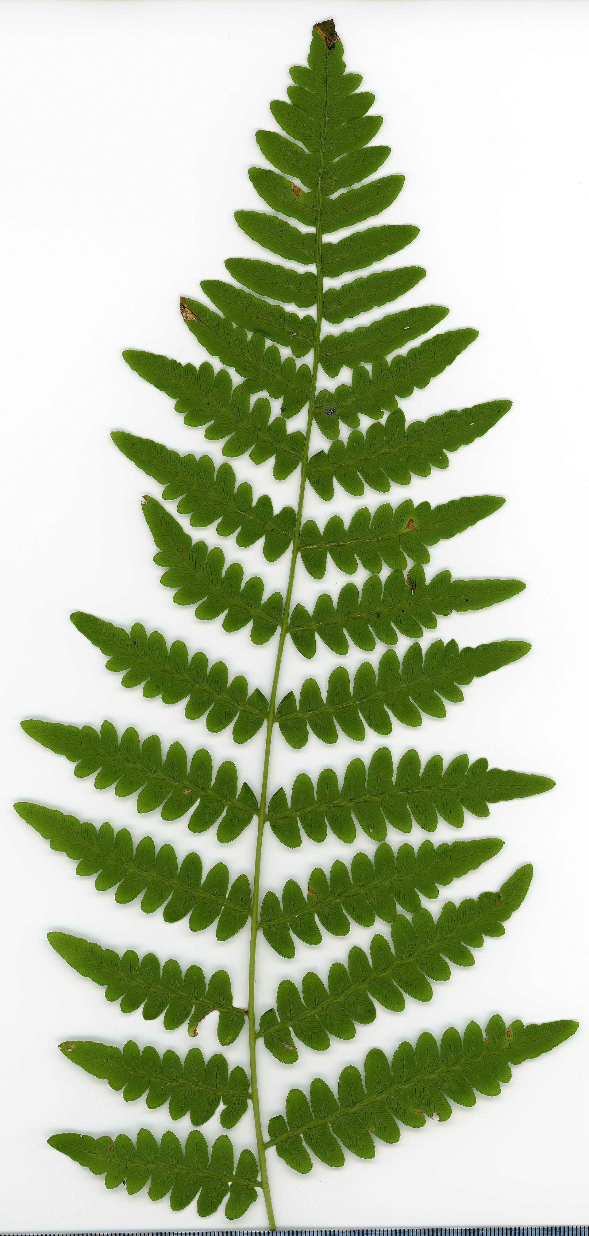 Pteridium aquilinum (Wikimedia Commons)