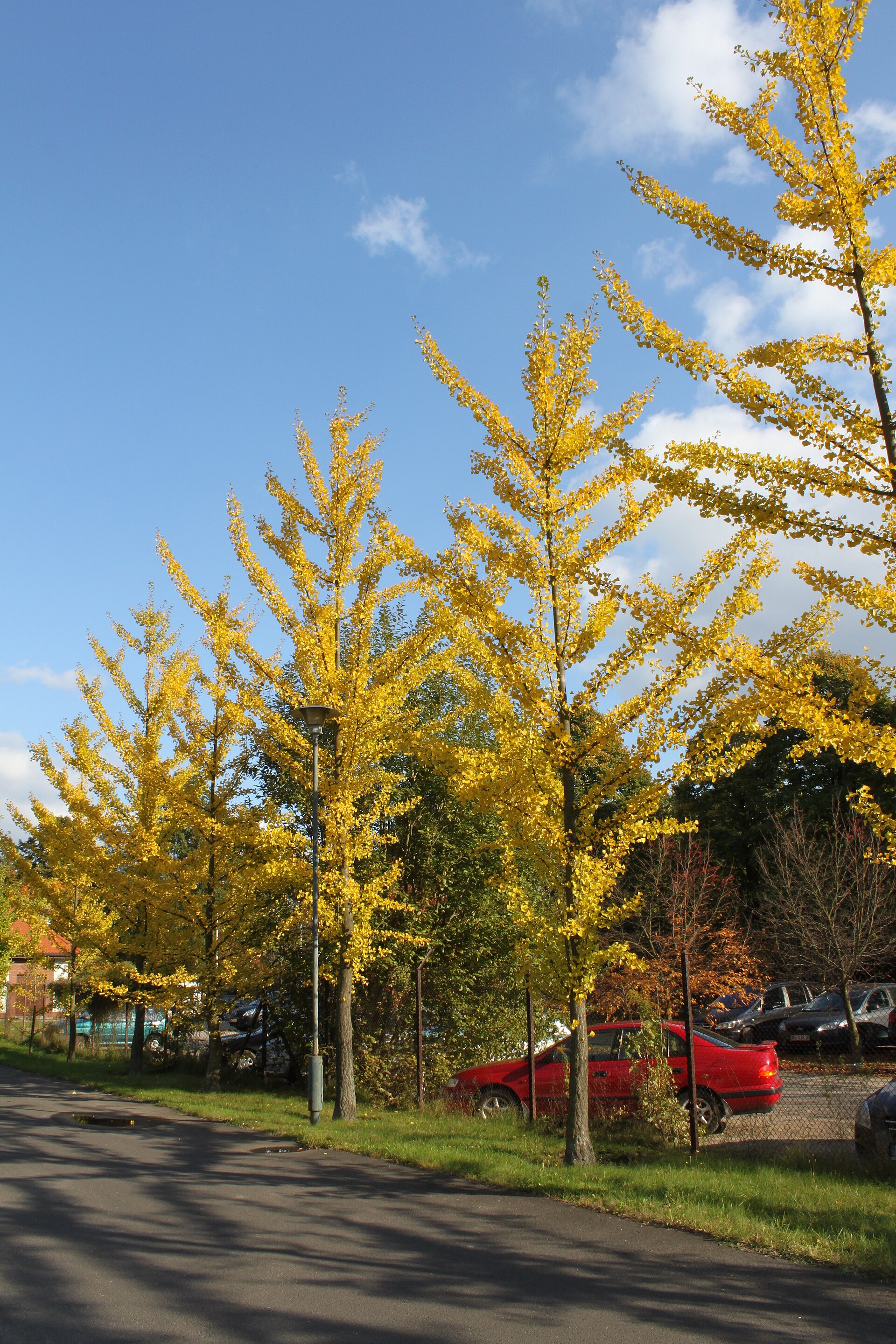 Ginkgo biloba (Wikimedia Commons)