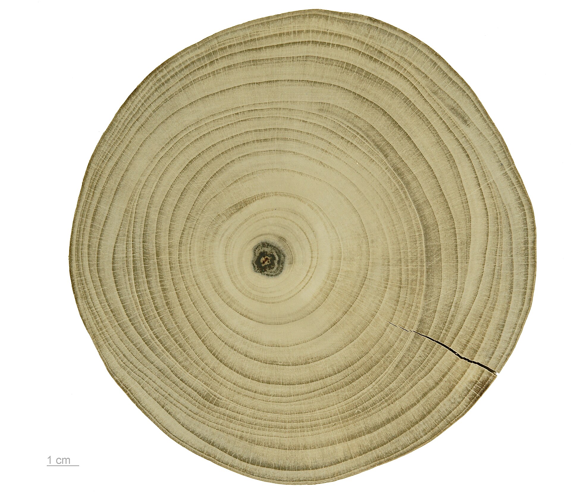 Ginkgo biloba (Wikimedia Commons)