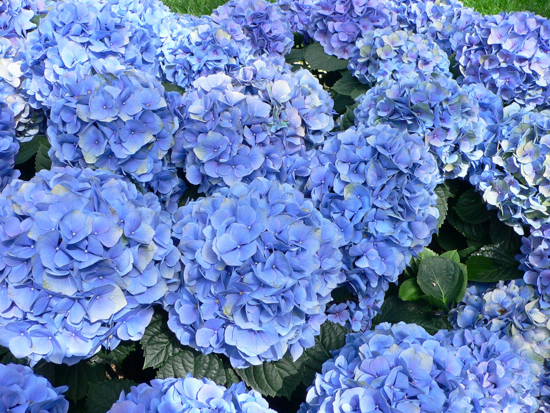 Hydrangea macrophylla (Wikimedia Commons)