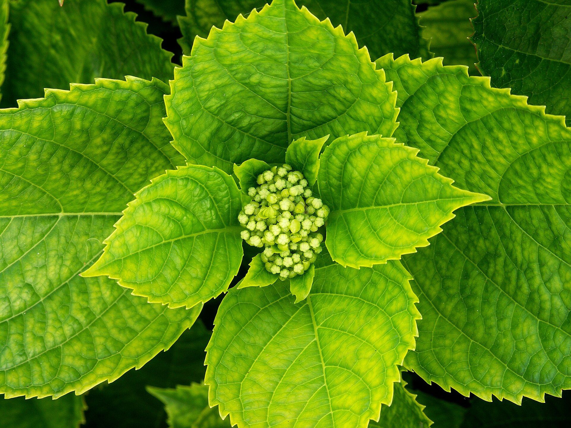 Hydrangea macrophylla (Wikimedia Commons)