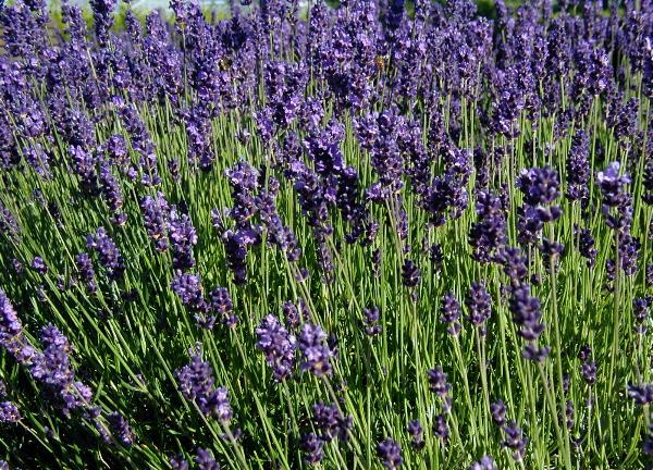 Lavandula angustifolia (Wikimedia Commons)