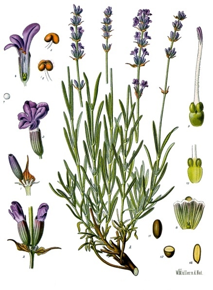 Lavandula angustifolia (Wikimedia Commons)