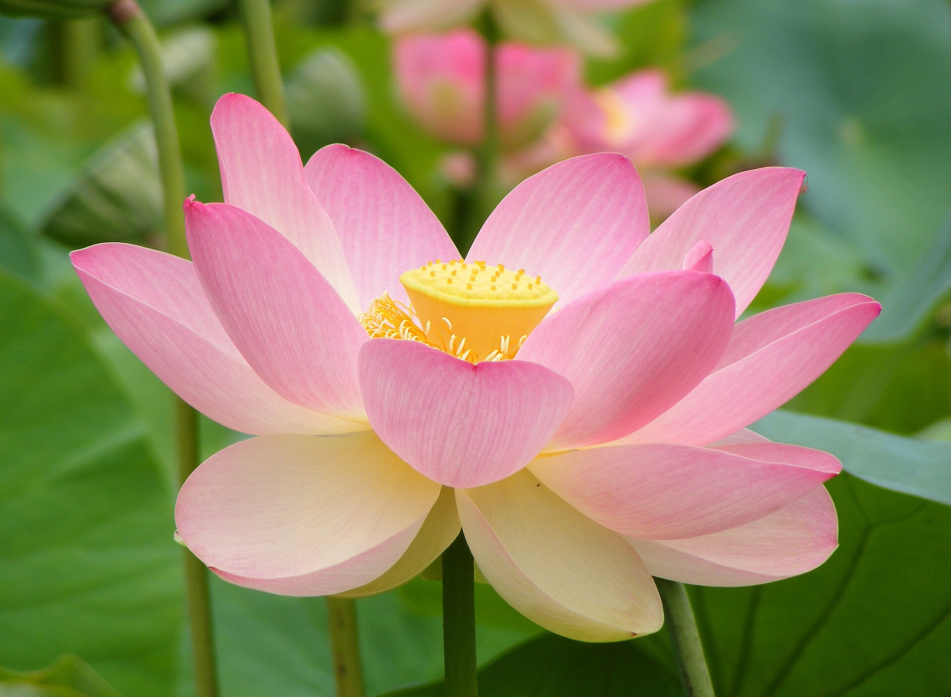 Nelumbo nucifera (Wikimedia Commons)