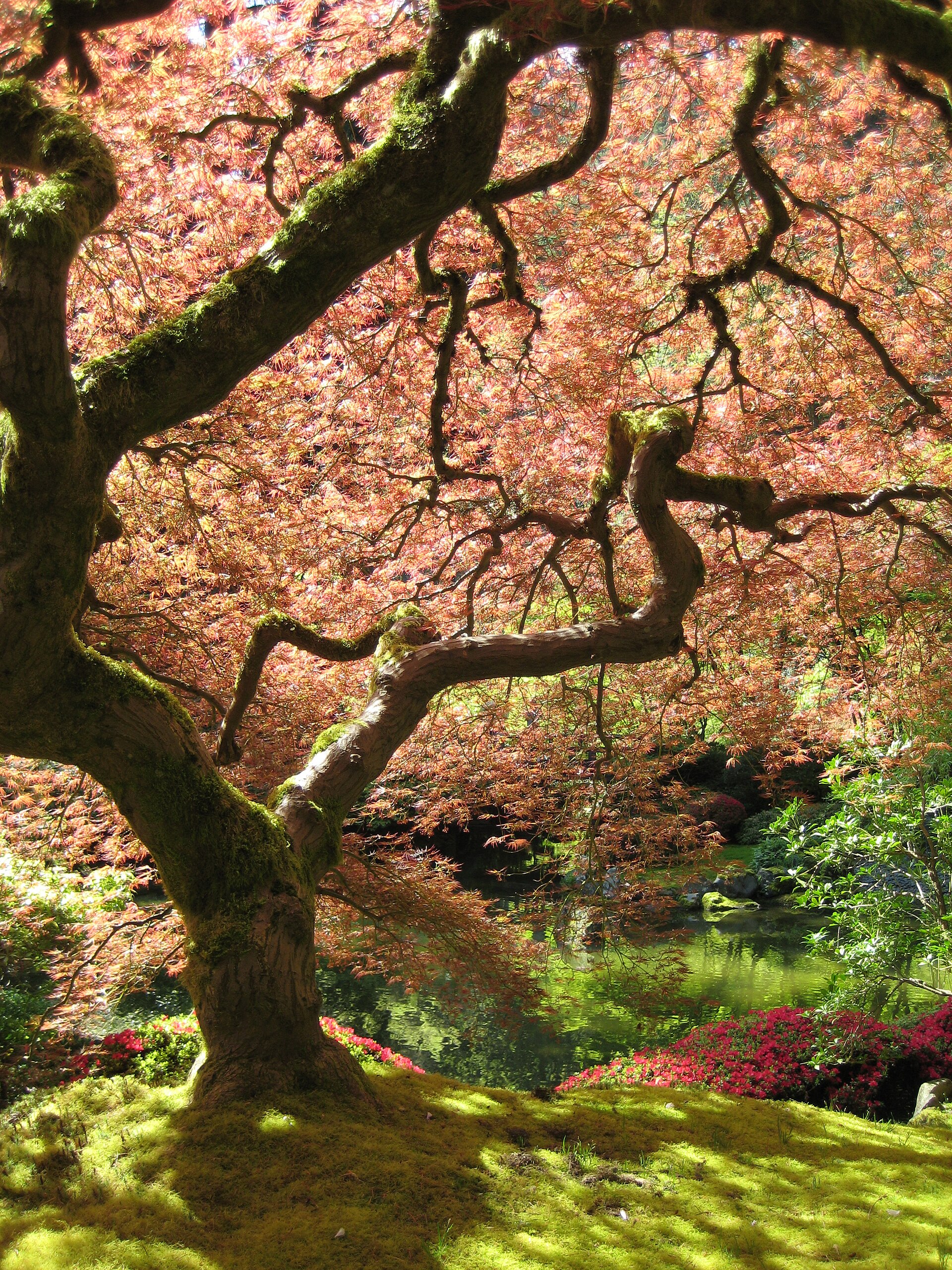 Acer palmatum (Wikimedia Commons)