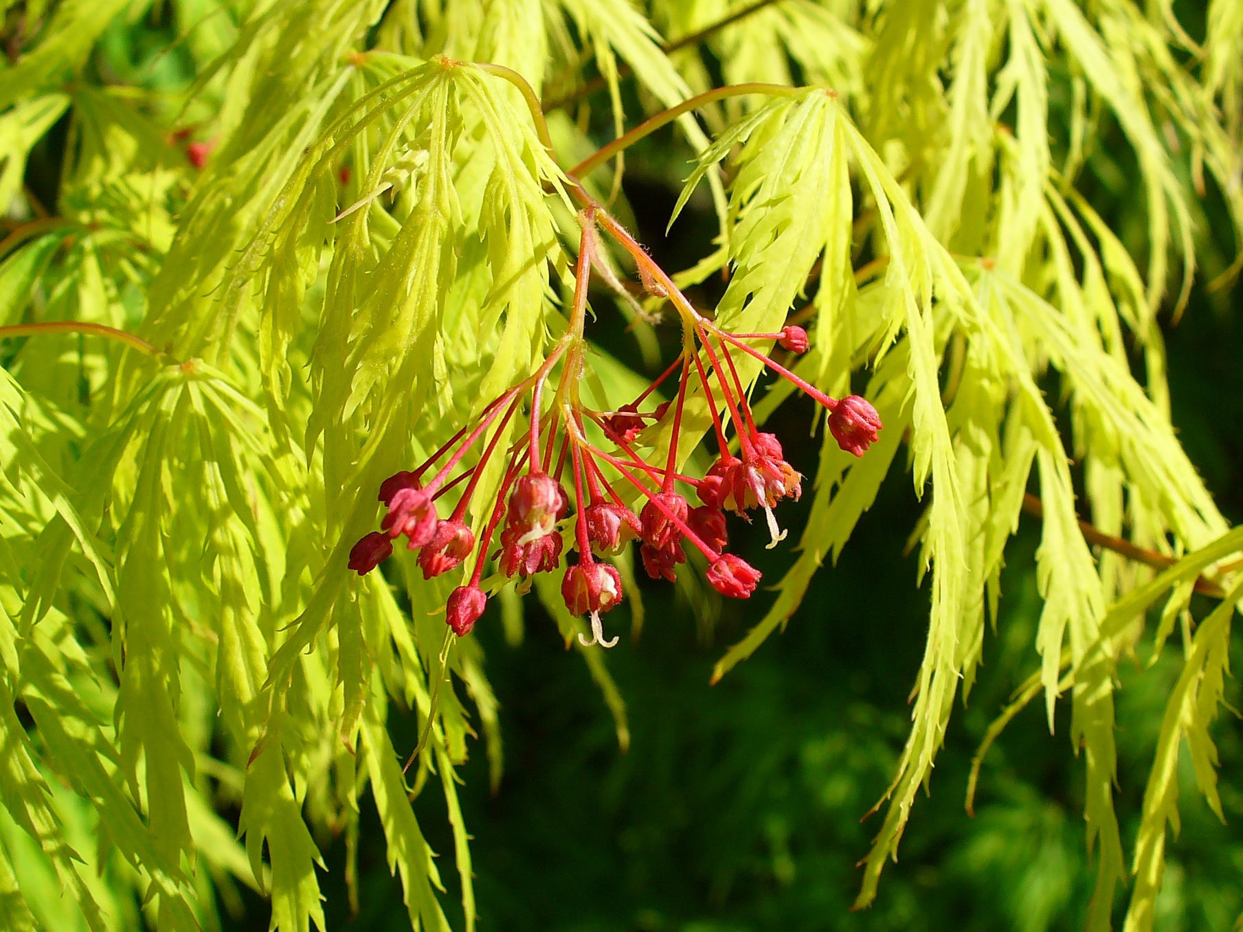 Acer palmatum (Wikimedia Commons)