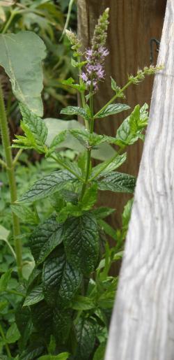 Mentha spicata (Wikimedia Commons)