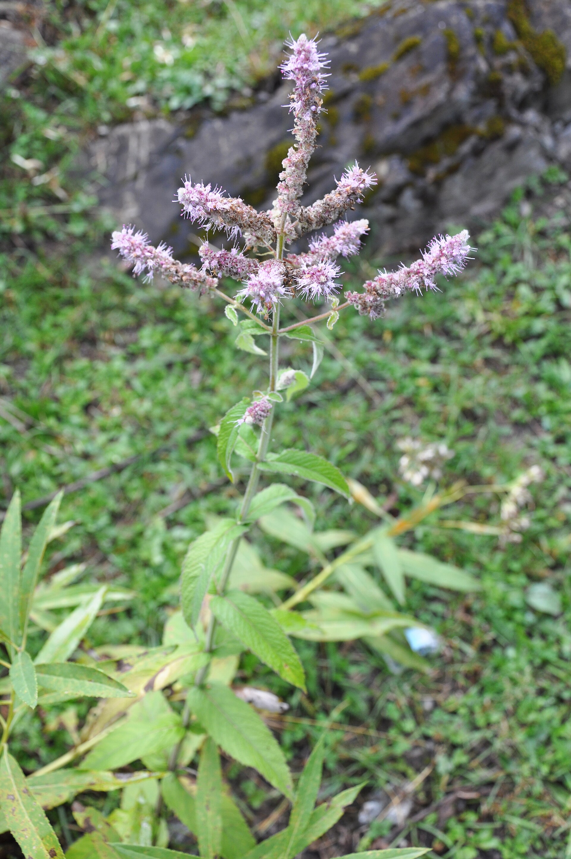 Mentha spicata (Wikimedia Commons)