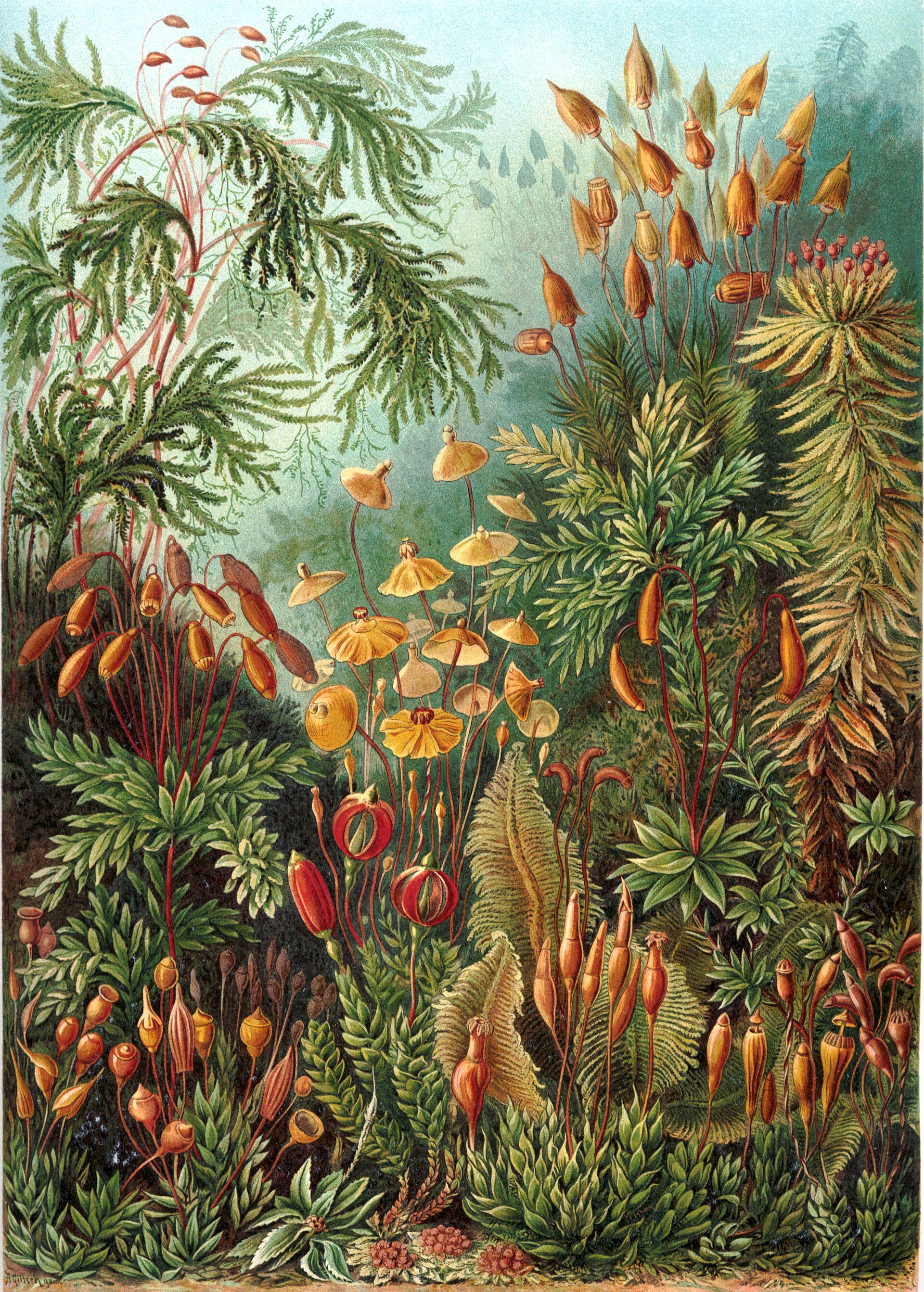 Bryophyta moss (Wikimedia Commons)