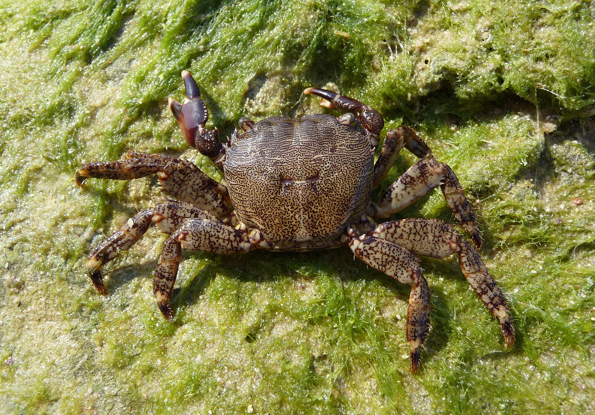 Bryophyta moss (Wikimedia Commons)