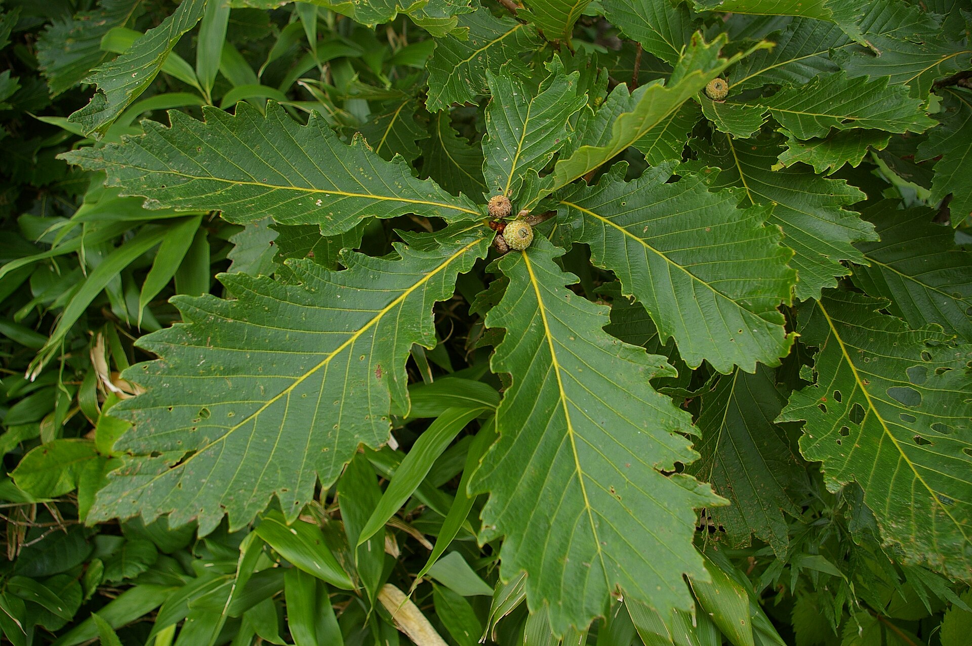 Quercus mongolica (Wikimedia Commons)