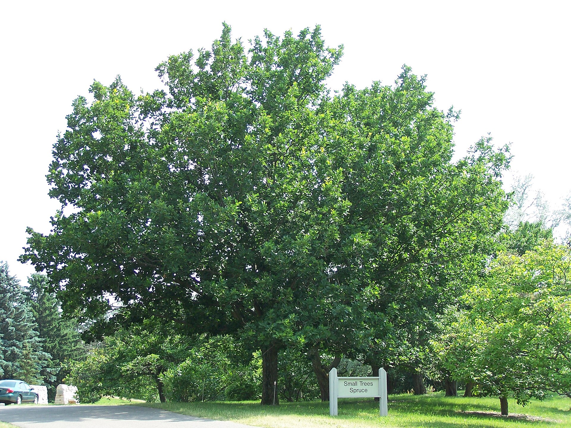 Quercus mongolica (Wikimedia Commons)