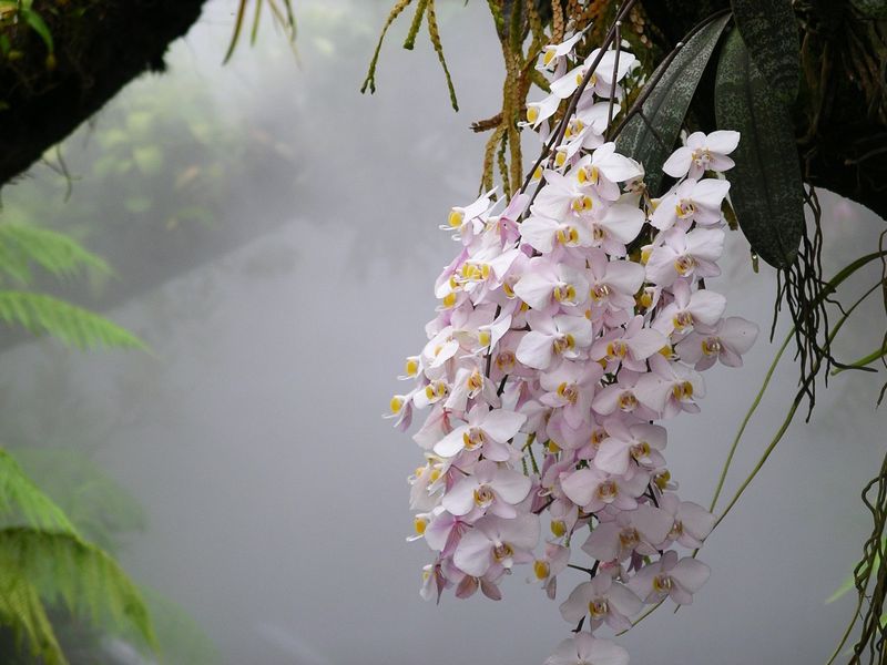 Phalaenopsis orchid (Wikimedia Commons)