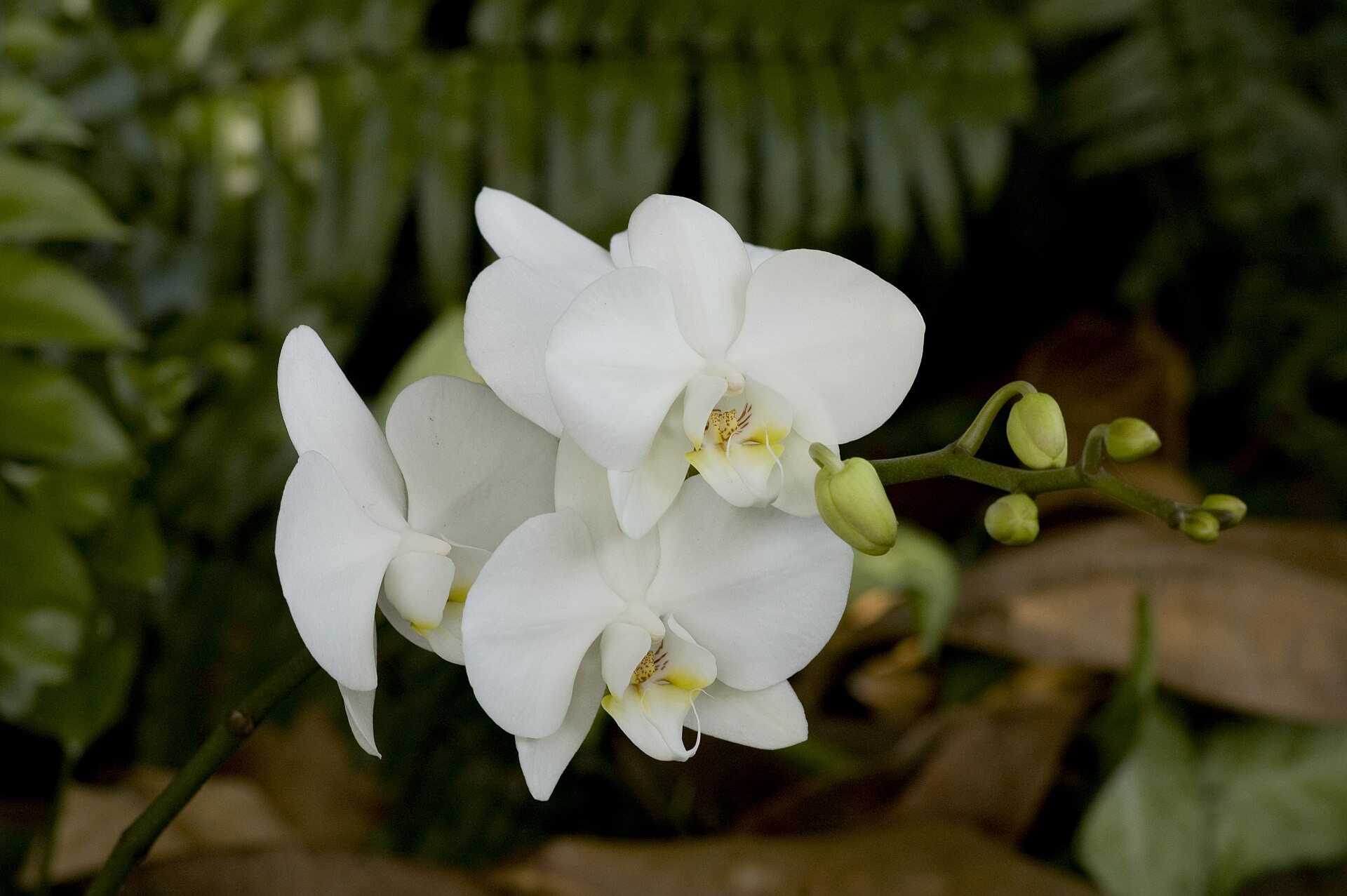 Phalaenopsis orchid (Wikimedia Commons)