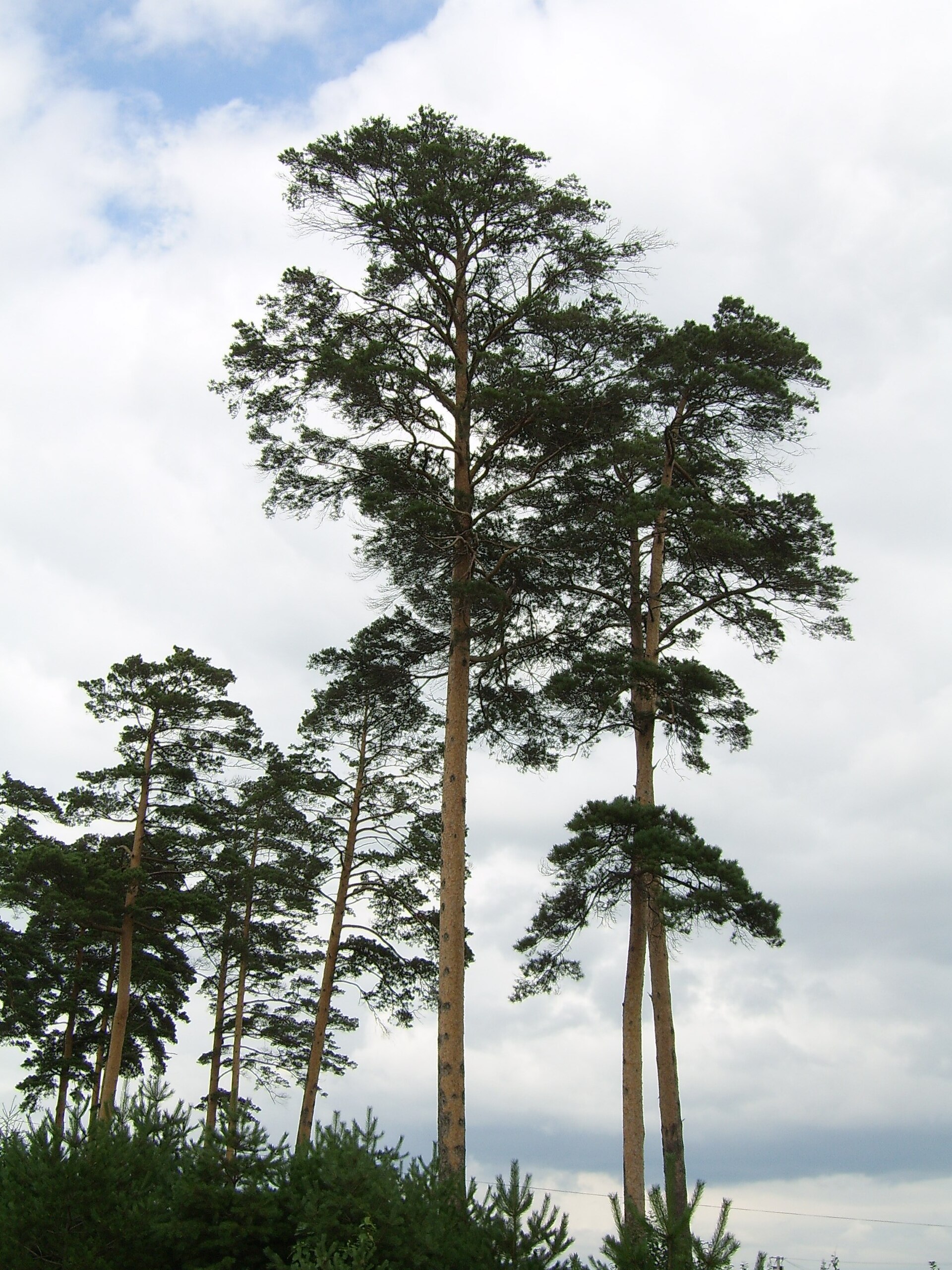 Pinus densiflora (Wikimedia Commons)