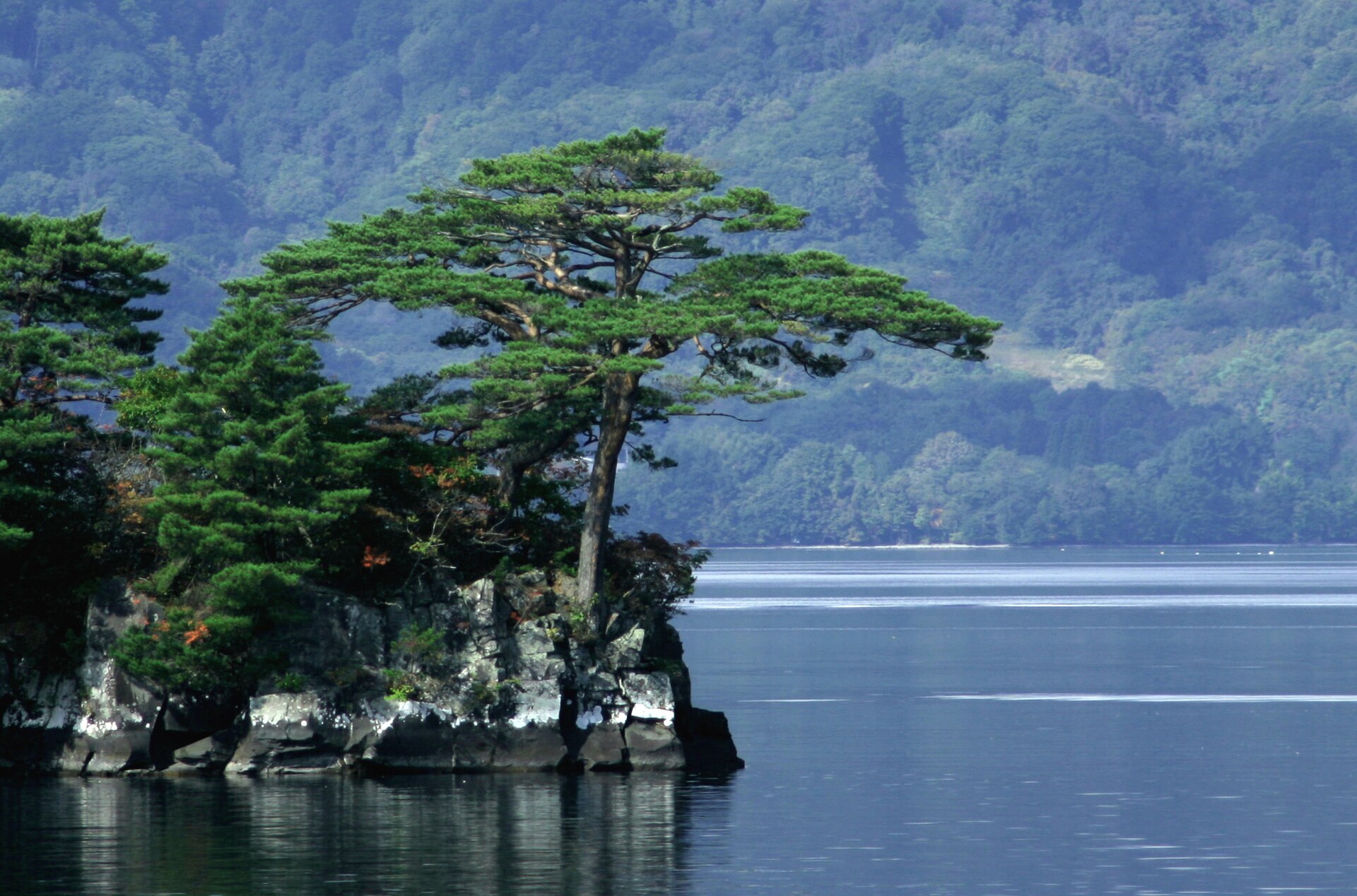 Pinus densiflora (Wikimedia Commons)