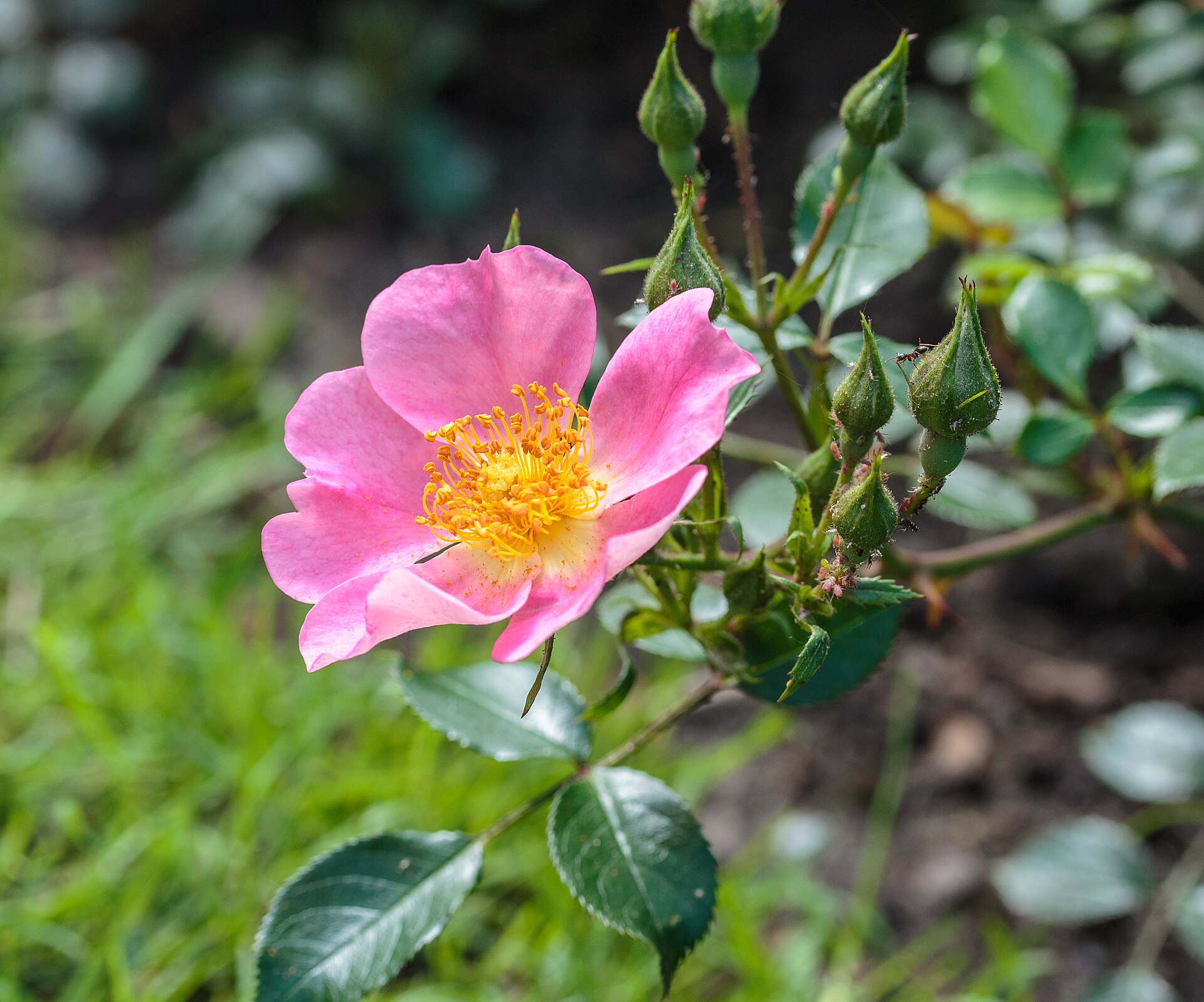 Rosa flower (Wikimedia Commons)