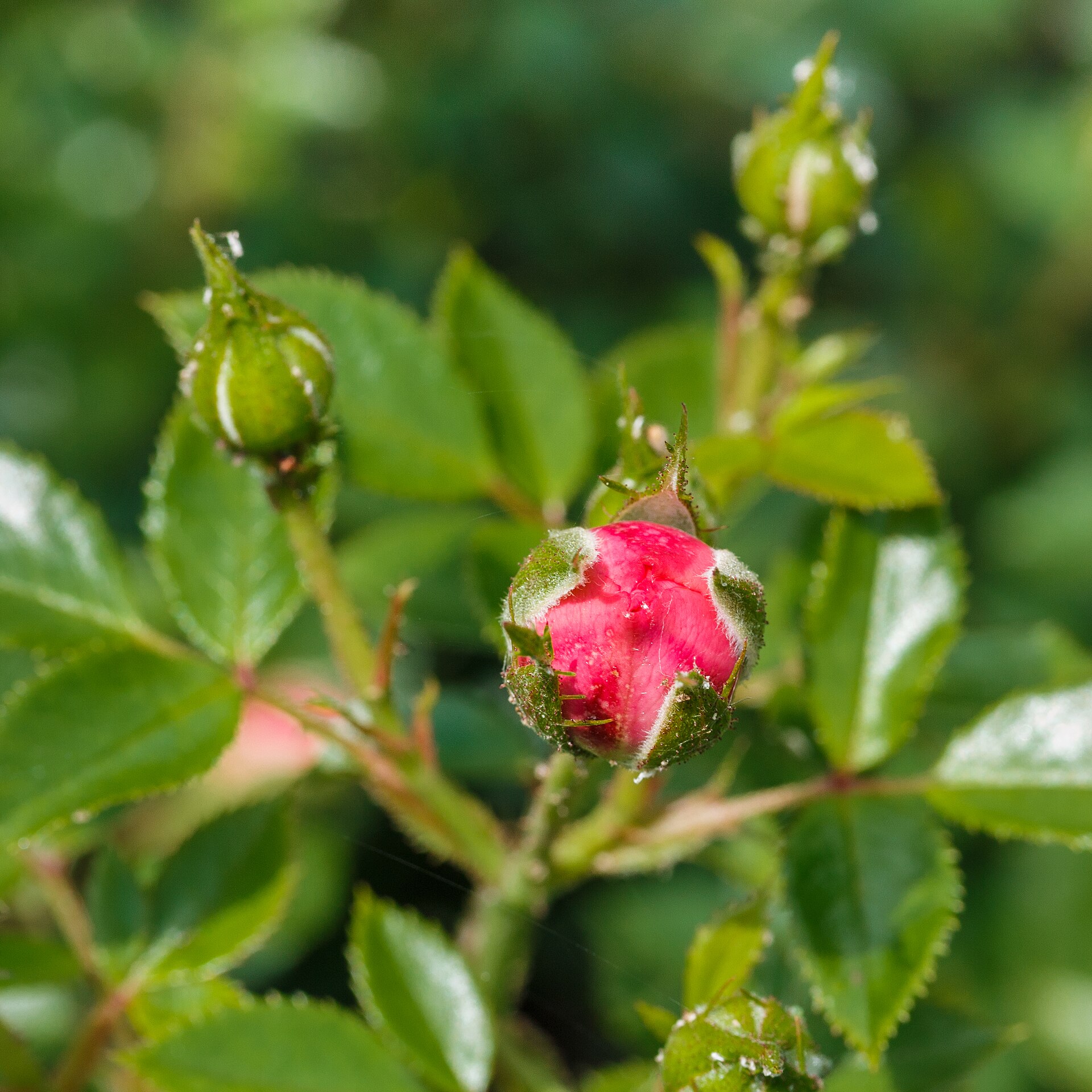 Rosa flower (Wikimedia Commons)
