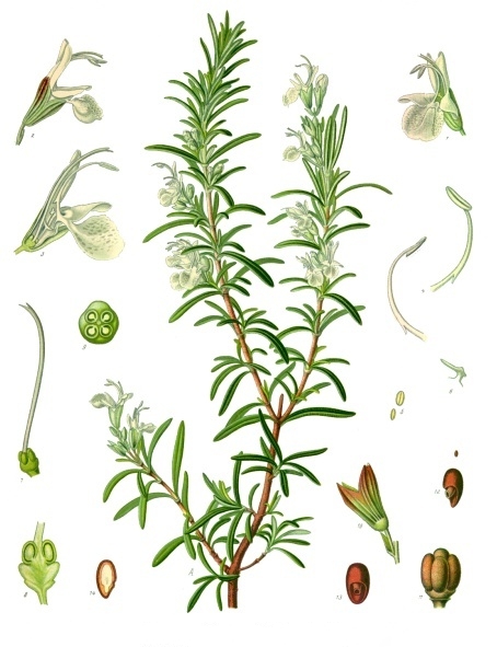 Salvia rosmarinus (Wikimedia Commons)