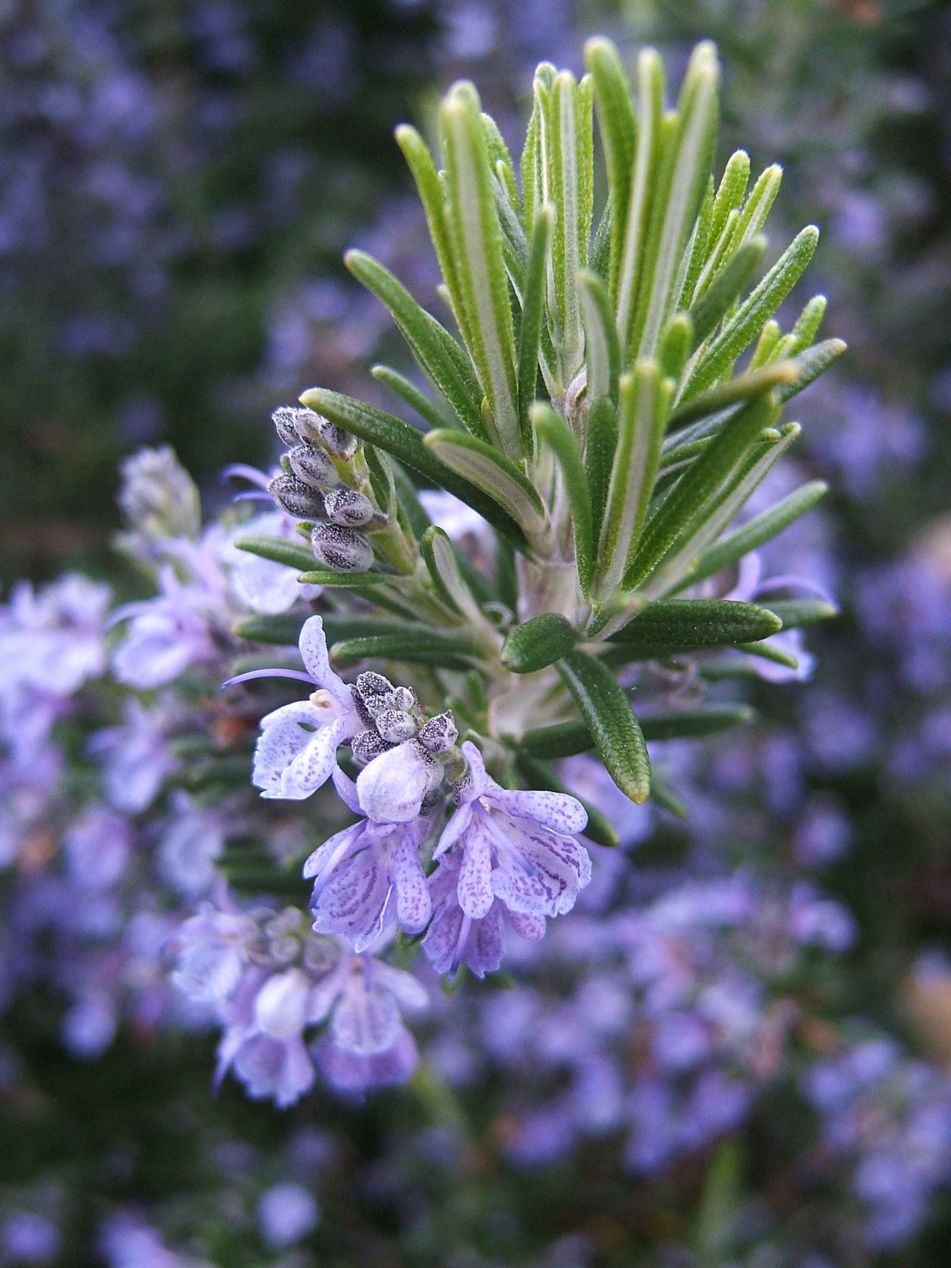 Salvia rosmarinus (Wikimedia Commons)