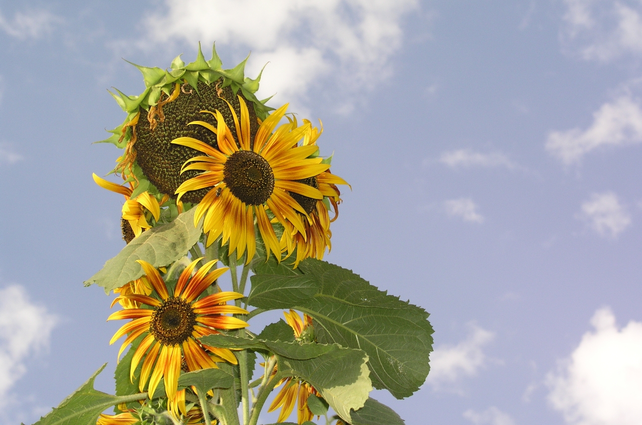 Helianthus annuus (Wikimedia Commons)