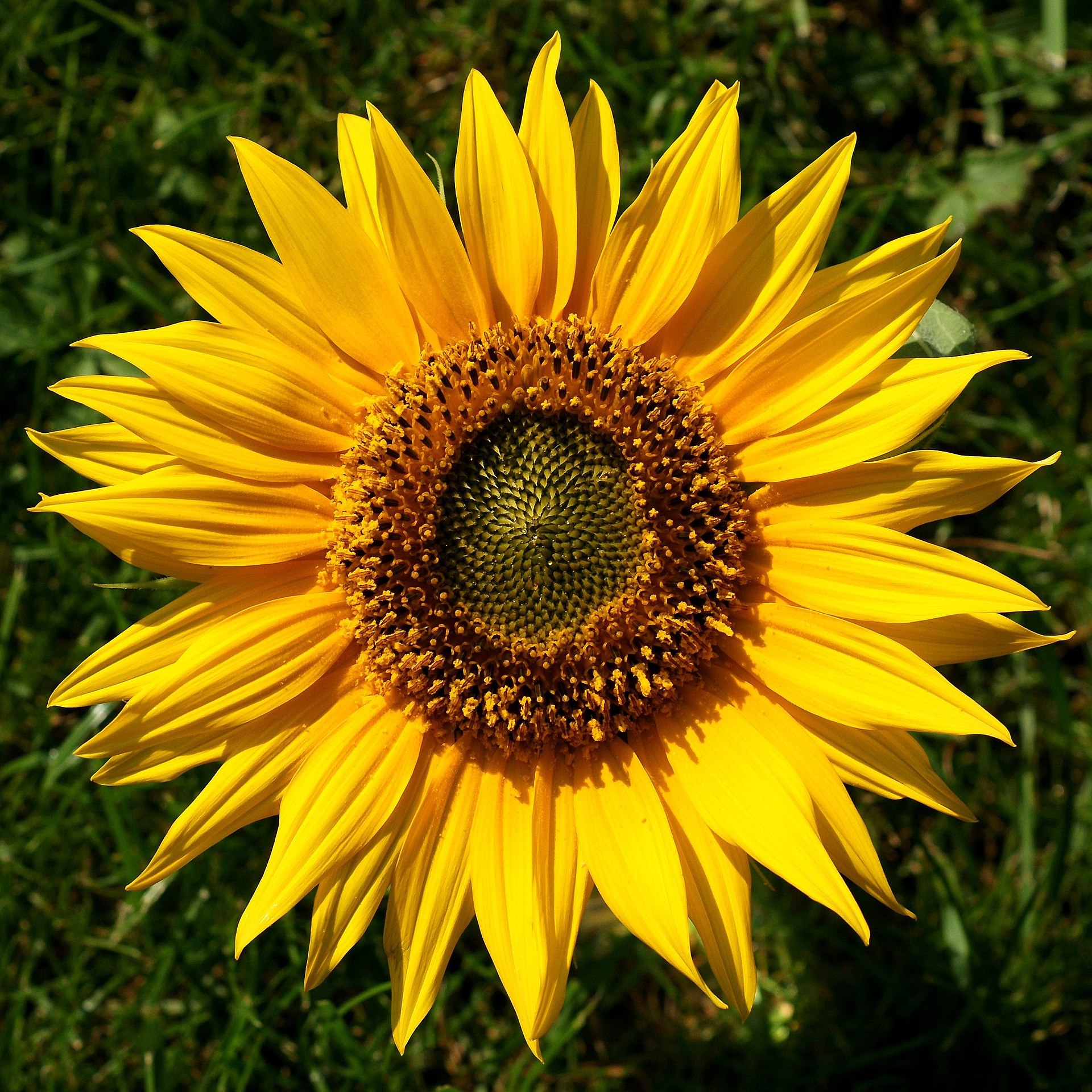 Helianthus annuus (Wikimedia Commons)