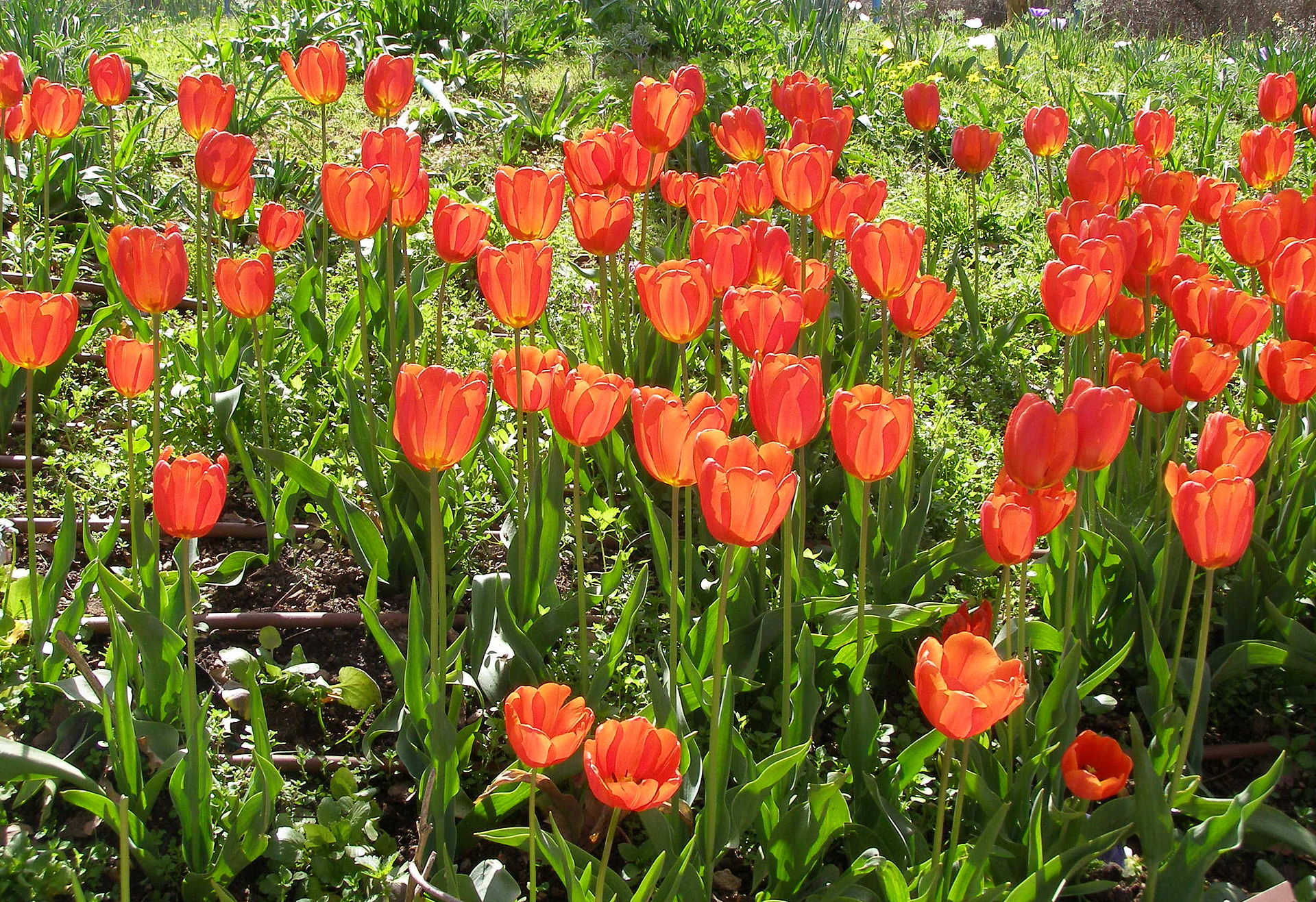 Tulipa gesneriana (Wikimedia Commons)
