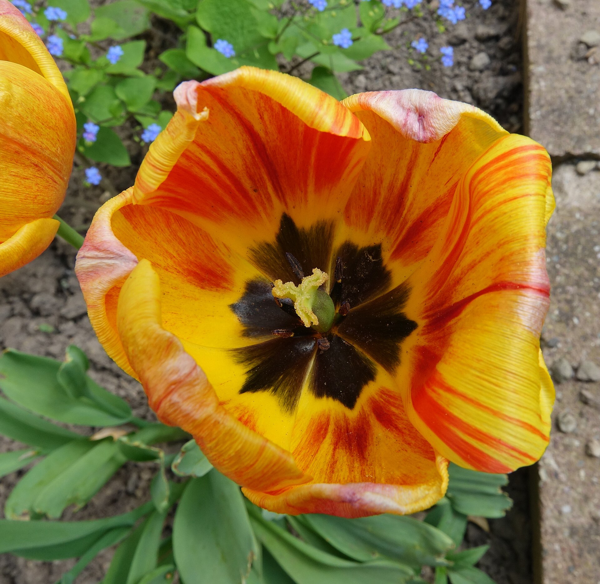 Tulipa gesneriana (Wikimedia Commons)