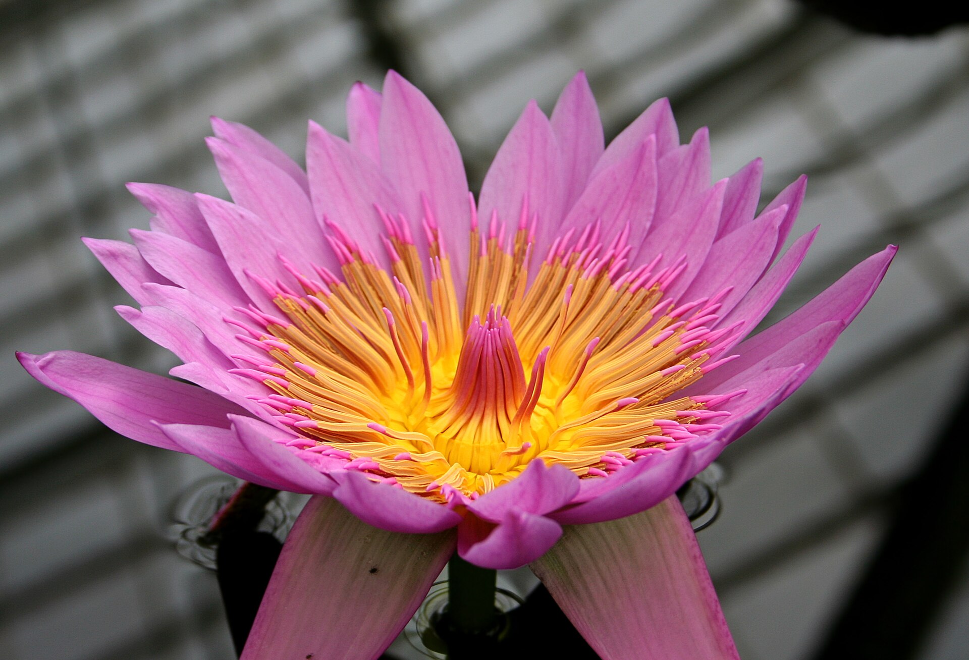 Nymphaea (Wikimedia Commons)
