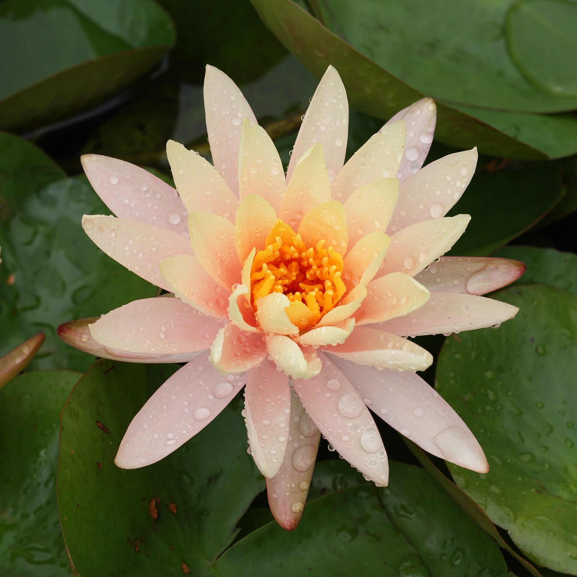 Nymphaea (Wikimedia Commons)